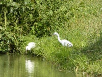 쇠백로 from 34308, Jakšić, Hrvatska on 2023년 08월 17일 (목) at 12:59 오후 by Public Institution for Nature Protection... 