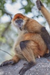 Ateles geoffroyi in 8월 2023 by Sune Holt. #G6374 · iNaturalist Ateles geoffroyi