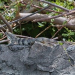 Las Isletas de Granada, Nicaragua on 2023년 08월 20일 (일) at 07:35 오후 by Sune Holt. #G6365 · iNaturalist Ctenosaura similis