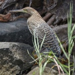 Las Isletas de Granada, Nicaragua on 2023년 08월 20일 (일) at 07:38 오후 by Sune Holt. #G6367 · iNaturalist Tigrisoma mexicanum