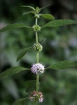박하 from Manitowoc County, WI, USA on 2018년 08월 25일 (토) at 04:13 오후 by aarongunnar · iNaturalist 박하 (Mentha canadensis)