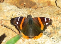 Vanessa atalanta from Lake Lawtonka -- Ma Ballou Pt. on 2013년 04월 28일 (일) by Victor W Fazio III · iNaturalist Vanessa atalanta