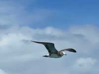 괭이갈매기 from Shizuoka, JP on 2023년 08월 22일 (화) at 12... by Dhugal Lindsay · iNaturalist 괭이갈매기 (Larus crassirostris)