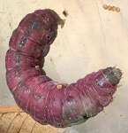 Larva (earlier stage): https://www.inaturalist.org/observations/179945399 Pupa: https://www.in... · iNaturalist 비행기나방과... 