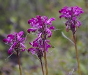 Pedicularis sudetica from Yukon, YT, Canada on 2007년 07월 01일 (일) at 03:16 오후 by Andy Fyon. Out of my experience... 
