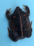 Rhinophrynus dorsalis from Alvarado, Ver., MX on 2023년 08월 14일 (월) at 06:26 오후 by tarzan0109 · iNaturalist Rhinophrynus... 