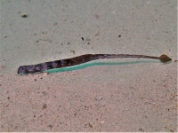 Histiogamphelus cristatus from Cable Reef, Vlamingh Memorial, Mossman Park Beach, WA, Australia on 2023년 08월 26일 (토) at 10... 
