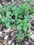 Urtica chamaedryoides from 78663, Round Mountain, TX, US on 2019년 02월 13일 (수) at 03:43 오후 by jccathey · iNaturalist... 