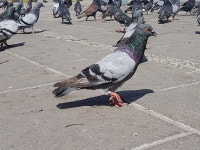 집비둘기 from San Salvador, SV-SS, SV on 2019년 02월 13일... Tercero · iNaturalist 집비둘기 (Variety Columba livia domestica)