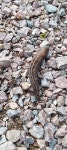 수원표범민달팽이 from 784 52 Borlänge, Sverige on 2023년 08월 30일 (수) at 09:39 오전 by gustli · iNaturalist... 