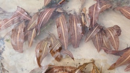 Potamogeton nodosus from Местоположение: 56,574437, 43,434011 on 2023년 08월 30일 (수) at 03:16 오후 by... 