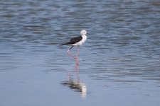 장다리물떼새 from Greece, Katastari 290 90, Greece on 2023년... by endemic_19 · iNaturalist 장다리물떼새 (Himantopus himantopus)