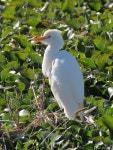 황로 from Bloemhof Dam NR, North-West on 2022년 04월 19일 (화) at 03:23 오후 by moxcalvitiumtorgos · iNaturalist 황로 (Ardea... 