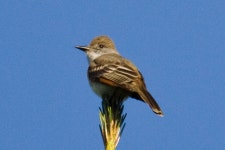 Myiarchus cinerascens from Skyline Ridge Open Space Preserve on 2013년 04월 26일 (금) by Donna Pomeroy · iNaturalist Myiarchus... 