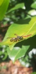 Polistes associus from RIOFREDDO | Via Vivaro Via Colle Roberto # f8825, 00020 Riofreddo RM, Italy on 2023년 09월 05일 (화) at... 
