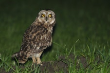 쇠부엉이 in 12월 2015 by naturpel. PT-01 · iNaturalist 쇠부엉이 (Asio flammeus)