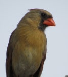 홍관조 from Petrie Island, Ottawa on 2016년 03월 17일 (목) by Mike Leveille. Female · iNaturalist 홍관조 (Cardinalis cardinalis)