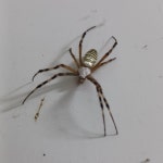 긴호랑거미 from 日本 〒958-0037 on 2023년 09월 04일 (월) at 07:26 오후 by hakkahamushi · iNaturalist 긴호랑거미 (Argiope... 