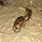 등얼룩풍뎅이 from 日本 〒958-0037 on 2023년 09월 04일 (월) at 08:16 오후 by hakkahamushi · iNaturalist 등얼룩풍뎅이... 