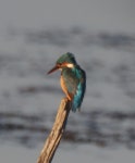 물총새 from 282 92 Västra Torup, Sverige on 2023년 09월 07일 (목) at 06:56 오후 by MrStaggerLee · iNaturalist 물총새... 