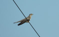 뻐꾸기 from Provincia di Benevento, Italia on 2020년 05월... Campolattaro. · iNaturalist 뻐꾸기 (Cuculus canorus)