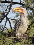 Tockus leucomelas from Roodeplaat Dam NR on 2023년 04월 28일 (금) at 02:55 오후 by moxcalvitiumtorgos · iNaturalist Tockus... 