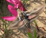 흰맥멋장이박각시 from Namakwa District Municipality, South... Elise Engelbrecht · iNaturalist 흰맥멋장이박각시 (Hyles livornica)