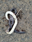 Bungarus caeruleus from Hirapar, Gujarat 370020, India on 2023년 09월 09일 (토) at 12:15 오후 by Avinash Bhagat. Roadkill... 