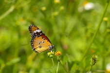 끝검은왕나비 from Мекару, Наха, Окинава 900-0004, Япония on 2023년 09월 09일 (토) at 06:12 오전 by... 