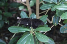 Papilio helenus nicconicolens from Toyokawacho, Ise, Mie 516-0042, Japan on 2023년 08월 19일 (토) at 01:17 오후 by Daniel J.... 