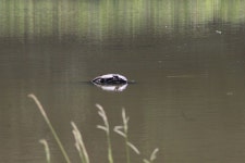 중국자라 from Toyokawacho, Ise, Mie 516-0042, Japan on 2023년 08월 19일 (토) at 01:41 오후 by Daniel J. Aguirre Howes. Behind... 