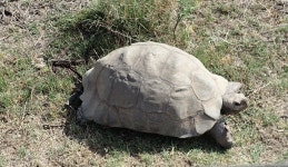 이스턴 레오파드 육지거북 from Heaven in the Langkloof... iNaturalist 이스턴 레오파드 육지거북 (Stigmochelys pardalis)