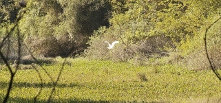 중대백로 from Vác, 2600 Magyarország on 2023년 09월 13일 (수) at 10:06 오전 by ska · iNaturalist 중대백로 (Ardea alba)