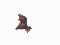 말레이날여우박쥐 in 8월 2023 by Ben Tsai蔡維哲 · iNaturalist 말레이날여우박쥐 (Pteropus vampyrus)