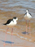 장다리물떼새 from Lake Victoria, Lake Victoria, Uganda on... 13 feb 2019 · iNaturalist 장다리물떼새 (Himantopus himantopus)