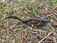 동부호랑이도롱뇽 from Kittson County, MN, USA on 2023년 09월 11일 (월) at 10:08 오전 by towle001. Kittson Co, MN · iNaturalist... 