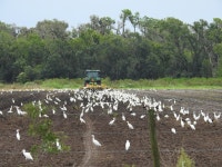 황로 from 2649 Rawls Rd, Duette, FL 34219, USA on 2023년 08월 17일 (목) at 10:48 오전 by maymurphy · iNaturalist 황로... 