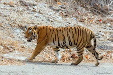 벵골호랑이 in 6월 2019 by Avinash Bhagat · iNaturalist 벵골호랑이 (Subspecies Panthera tigris tigris)