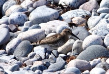 민물도요 from Jomfruland, Grimstad, 42, NO on 2023년 08월 27일 (일) at 02:15 오후 by E Heuvelink · iNaturalist 민물도요... 