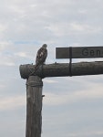 붉은꼬리말똥가리 from Sheboygan County, US-WI, US on 2023년 09월 22일 (금) at 05:01 오후 by glad0048 · iNaturalist... 
