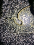Thamnophis proximus from Salem Rd, Victoria, TX, US on 2023년 09월 23일 (토) at 08:51 오후 by Michael Price · iNaturalist... 
