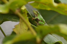 청개구리 from Яхата, Куттян, Повіт Абута, префектура Хоккайдо 044-0072, Япония on 2023... 