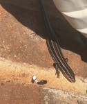 Plestiodon fasciatus from Madison, Al on 2023년 09월 22일 (금) by gdc0017 · iNaturalist Plestiodon fasciatus