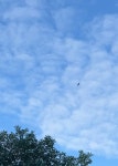 매 from Rockefeller Park, New York, NY, US on 2023년 09월 27일 (수) at 08:18 오전 by Sandra Power · iNaturalist 매 (Falco... 
