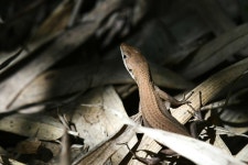 일본줄장지뱀 from 日本、〒928-0072 石川県輪島市海士町舳倉島 on 2023년 09월 11일 (월) at 12:42 오후 by kishioka... 