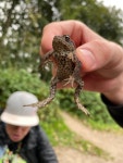 Bufo bufo from Nationalpark Mols Bjerge, Rønde, Region Midtjylland, DK on 2023년 09월 29일 (금) at 01:20 오후 by mcstigdk... 