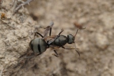 곰개미 from 948 Ubara, Katsuura, Chiba 299-5243, Japan on... wonder what her story would be · iNaturalist 곰개미 (Formica... 