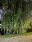 수양버들 from Boston Public Garden, Boston, MA, US on 2023년... 08:39 오후 by audenwm42 · iNaturalist 수양버들 (Salix babylonica)