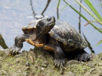 붉은귀거북 from Shinkawa, Mitaka, Tokyo 181-0004, Japan on 2023년 10월 02일 (월) at 02:01 오후 by jitensha2021 · iNaturalist... 