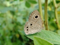 물결나비속 from Ekrukh, Maharashtra 413002, India on 2023년 10월 03일 (화) at 05:16 오후 by Om Dhuttargaonkar · iNaturalist... 
